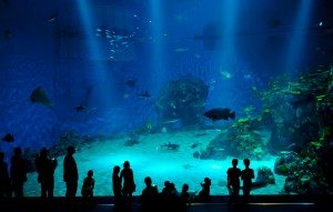 Im sauberen Aquarium fühlen sich Fische wohler und dies wirkt auch auf den Betrachter.